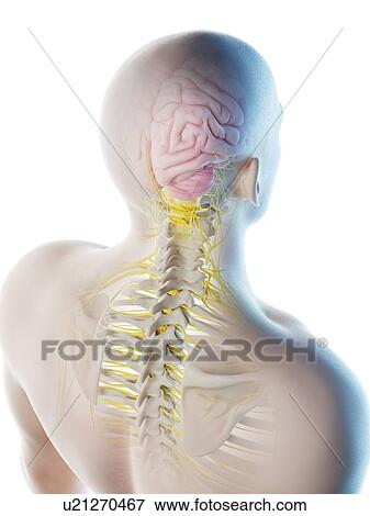 Male brain, computer illustration. View Large Photo Image Stock Photo - Male brain, computer illustration.. Fotosearch