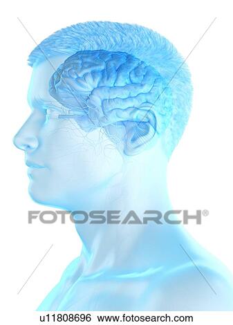 Stock Photograph - Male brain, computer illustration.. Fotosearch
