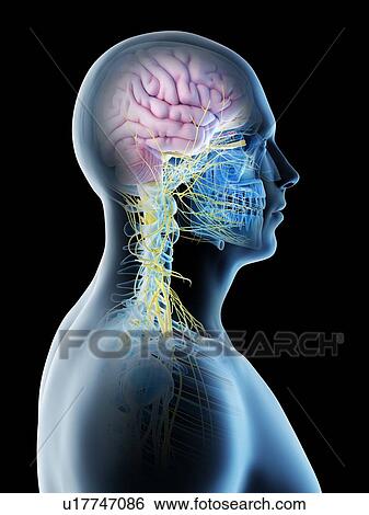 Stock Photograph - Male brain, computer illustration.. Fotosearch