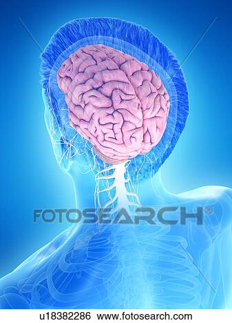 Stock Photograph - Male brain, computer illustration.. Fotosearch