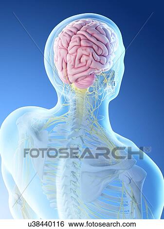 Stock Photograph - Male brain, computer illustration.. Fotosearch