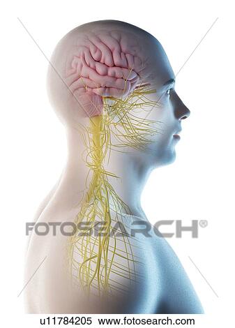 Male brain, computer illustration. View Large Photo Image Stock Photography - Male brain, computer illustration.. Fotosearch