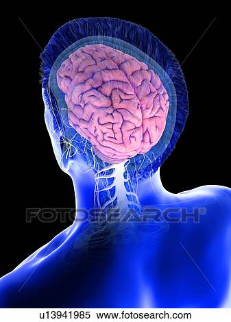 Male brain, computer illustration. View Large Photo Image Stock Photography - Male brain, computer illustration.. Fotosearch
