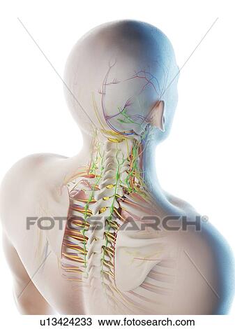 Stock Image - Male head and neck anatomy, computer illustration.. Fotosearch
