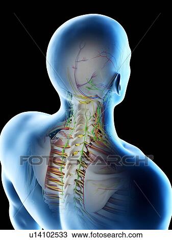 Stock Image - Male head and neck anatomy, computer illustration.. Fotosearch