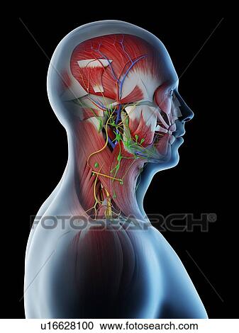 Stock Image - Male head and neck anatomy, computer illustration.. Fotosearch