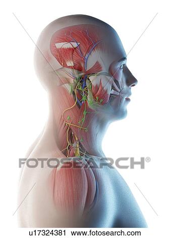 Male head and neck anatomy, computer illustration. View Large Photo Image Stock Image - Male head and neck anatomy, computer illustration.. Fotosearch