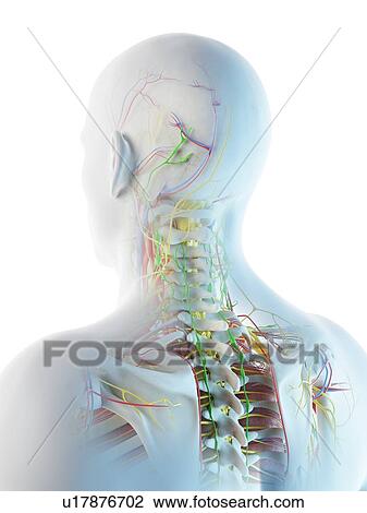 Stock Image - Male head and neck anatomy, computer illustration.. Fotosearch