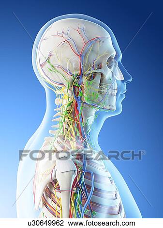 Stock Image - Male head and neck anatomy, computer illustration.. Fotosearch