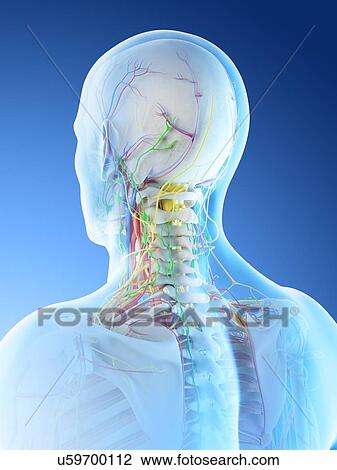 Stock Image - Male head and neck anatomy, computer illustration.. Fotosearch