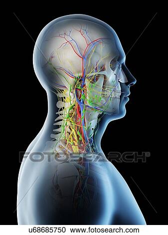 Stock Image - Male head and neck anatomy, computer illustration.. Fotosearch