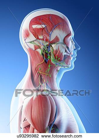 Male head and neck anatomy, computer illustration. View Large Photo Image Stock Image - Male head and neck anatomy, computer illustration.. Fotosearch