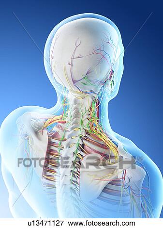 Stock Photo - Male head and neck anatomy, computer illustration.. Fotosearch