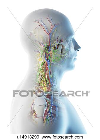 Stock Photo - Male head and neck anatomy, computer illustration.. Fotosearch