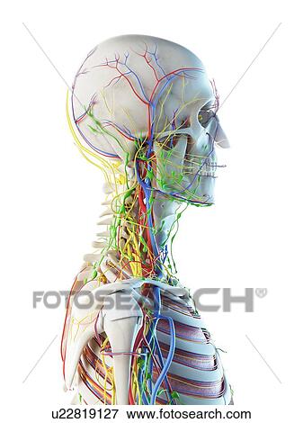 Stock Photo - Male head and neck anatomy, computer illustration.. Fotosearch
