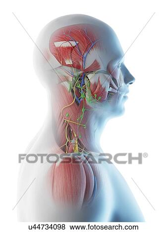 Stock Photo - Male head and neck anatomy, computer illustration.. Fotosearch