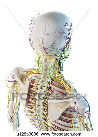 Male head and neck anatomy, computer illustration. View Large Photo Image Stock Photograph - Male head and neck anatomy, computer illustration.. Fotosearch