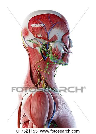 Male head and neck anatomy, computer illustration. View Large Photo Image Stock Photography - Male head and neck anatomy, computer illustration.. Fotosearch