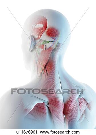 Male head and neck muscles, computer illustration. View Large Photo Image Stock Image - Male head and neck muscles, computer illustration.. Fotosearch