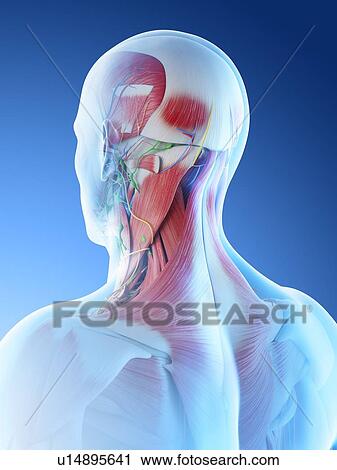 Male head and neck muscles, computer illustration. View Large Photo Image Stock Image - Male head and neck muscles, computer illustration.. Fotosearch
