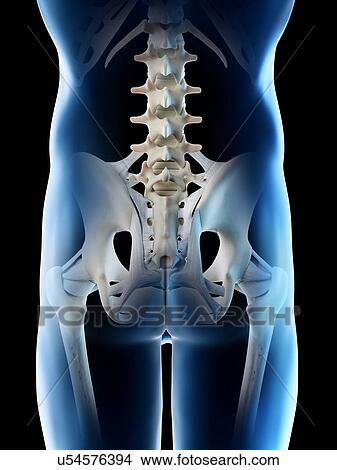 Picture - Male hip bones, computer illustration.. Fotosearch