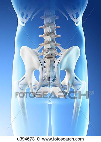Male hip bones, computer illustration. View Large Photo Image Stock Image - Male hip bones, computer illustration.. Fotosearch