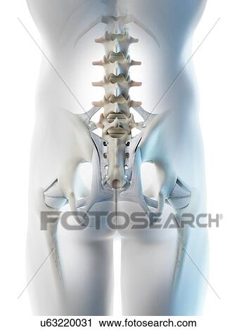 Stock Image - Male hip bones, computer illustration.. Fotosearch