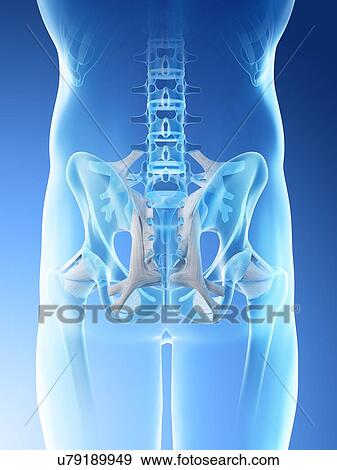 Stock Photo - Male hip bones, computer illustration.. Fotosearch