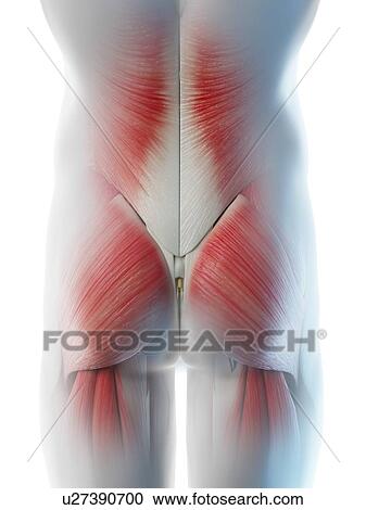 Stock Image - Male hip muscles, computer illustration.. Fotosearch
