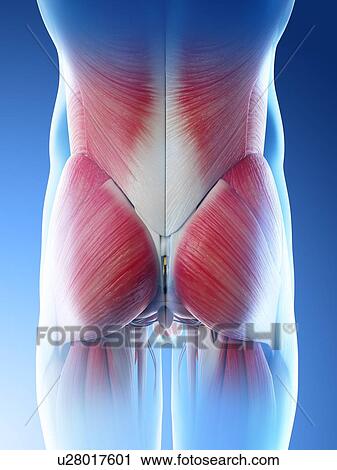 Male hip muscles, computer illustration. View Large Photo Image Stock Image - Male hip muscles, computer illustration.. Fotosearch