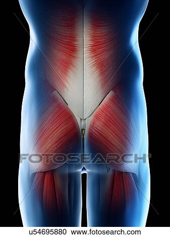 Male hip muscles, computer illustration. View Large Photo Image Stock Image - Male hip muscles, computer illustration.. Fotosearch