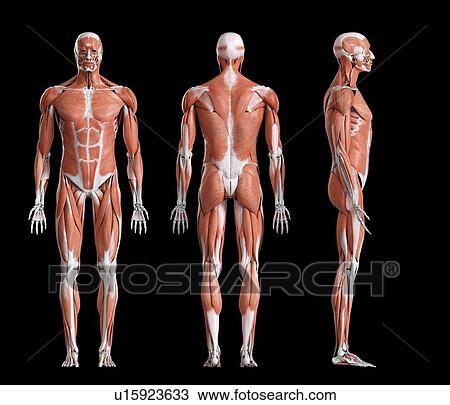Stock Image - Male musculature, computer illustration.. Fotosearch
