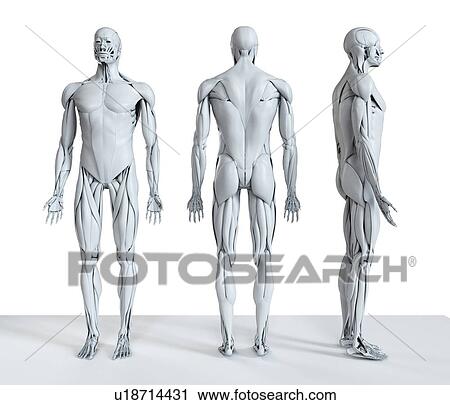 Male musculature, computer illustration. View Large Photo Image Stock Image - Male musculature, computer illustration.. Fotosearch