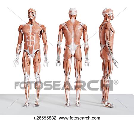 Stock Image - Male musculature, computer illustration.. Fotosearch