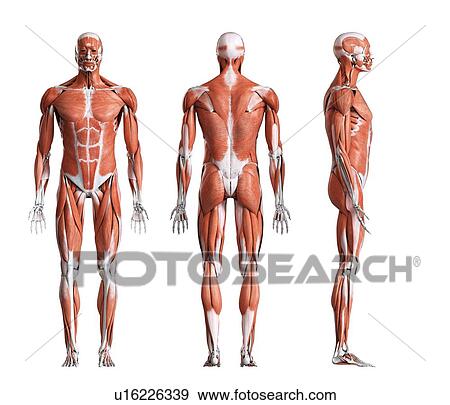 Male musculature, computer illustration. View Large Photo Image Stock Photo - Male musculature, computer illustration.. Fotosearch