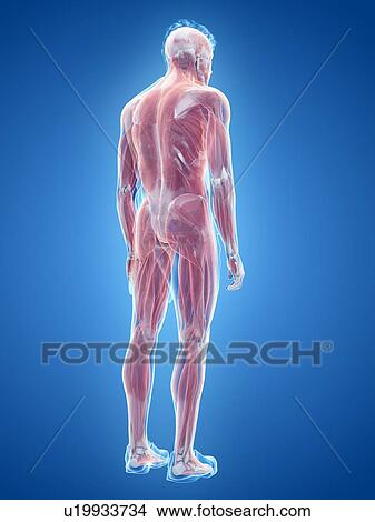 Picture - Male musculature, illustration. Fotosearch