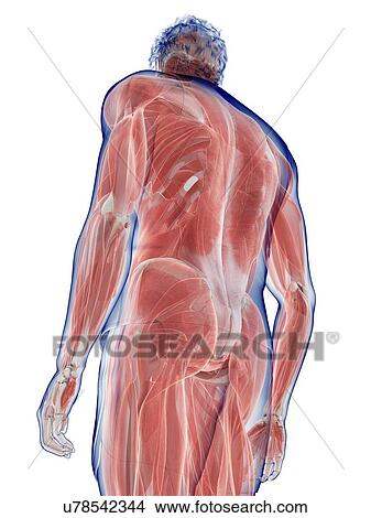 Picture - Male musculature, illustration. Fotosearch