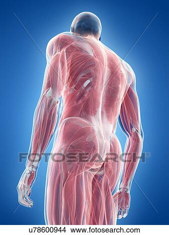 Picture - Male musculature, illustration. Fotosearch