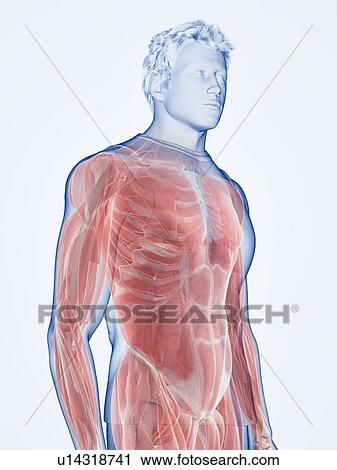 Stock Image - Male musculature, illustration. Fotosearch