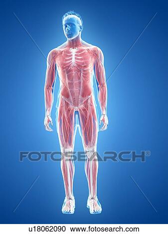 Stock Image - Male musculature, illustration. Fotosearch