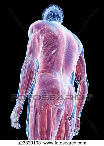 Male musculature, illustration View Large Photo Image Stock Image - Male musculature, illustration. Fotosearch