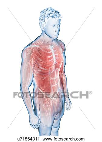 Male musculature, illustration View Large Photo Image Stock Image - Male musculature, illustration. Fotosearch
