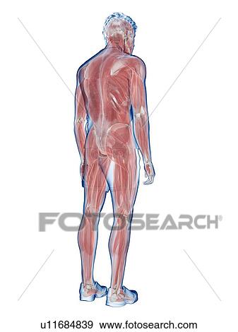 Stock Photo - Male musculature, illustration. Fotosearch