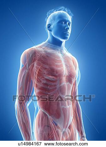 Male musculature, illustration View Large Photo Image Stock Photo - Male musculature, illustration. Fotosearch