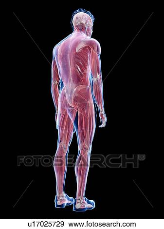 Stock Photo - Male musculature, illustration. Fotosearch