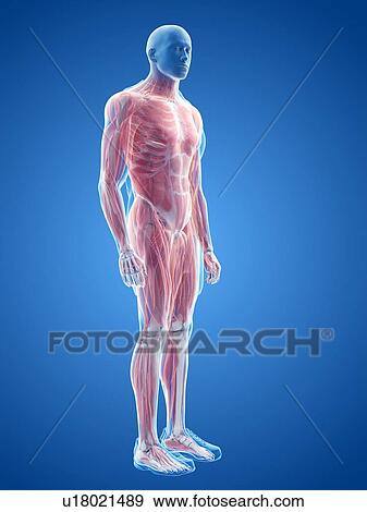 Stock Photo - Male musculature, illustration. Fotosearch