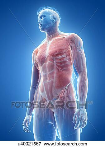 Male musculature, illustration View Large Photo Image Stock Photo - Male musculature, illustration. Fotosearch
