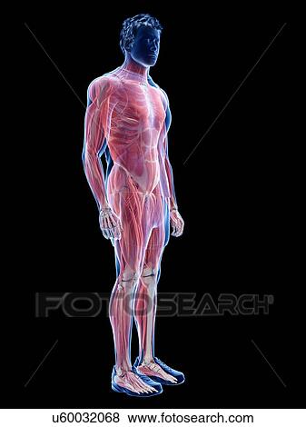 Male musculature, illustration View Large Photo Image Stock Photo - Male musculature, illustration. Fotosearch