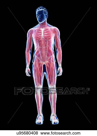 Stock Photo - Male musculature, illustration. Fotosearch