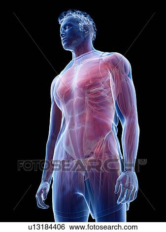 Male musculature, illustration View Large Photo Image Stock Photograph - Male musculature, illustration. Fotosearch